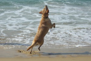 schöne Spiele am Meer