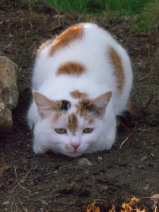 unsere kleine Yildiz ist leider im Mai 2005 gestorben