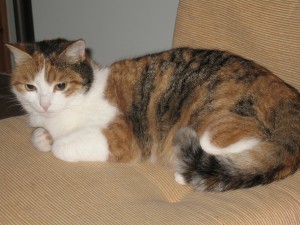IMG_0089