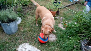 Fiona mit neuem Ball