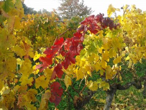 Weinlaub in tausend Farben