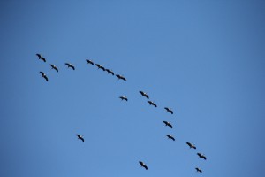 Wildgänse fliegen nach Süden - der Winter kommt